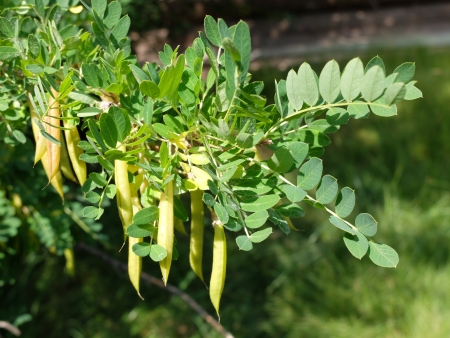 Caragana arborescens